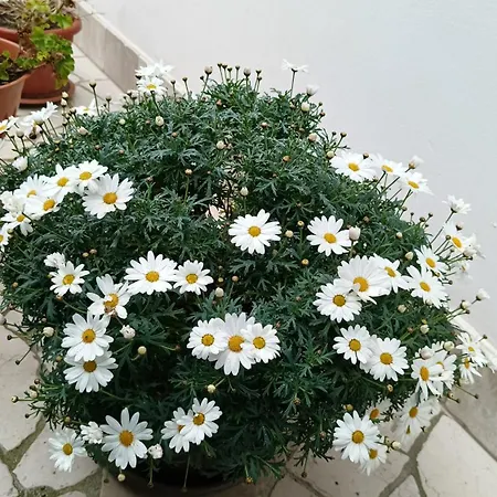 Kiporooms 3* Zollino